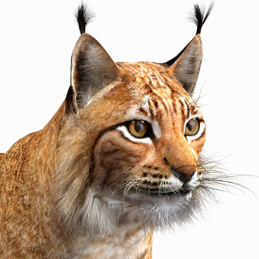 3ds lynx eurasian rigging animation