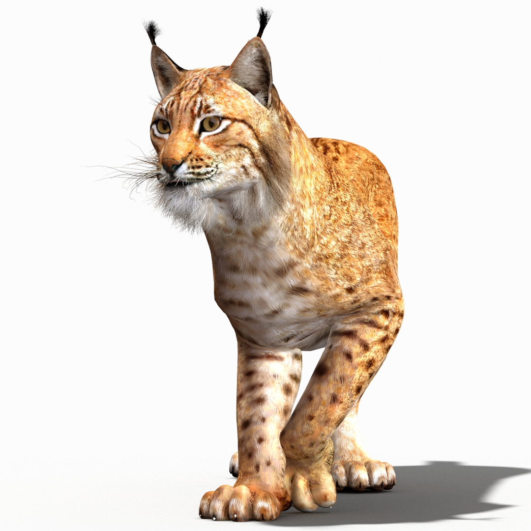 3ds lynx eurasian rigging animation