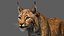 3ds lynx eurasian rigging animation