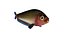 Butterfish Collection