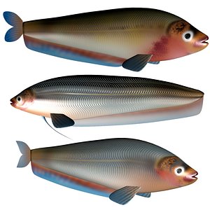 3D model Butterfish Collection