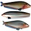 Butterfish Collection