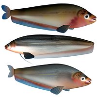 Butterfish Collection
