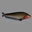 Butterfish Collection
