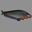 Butterfish Collection