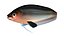 Butterfish Collection