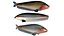 Butterfish Collection