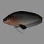 Butterfish Collection