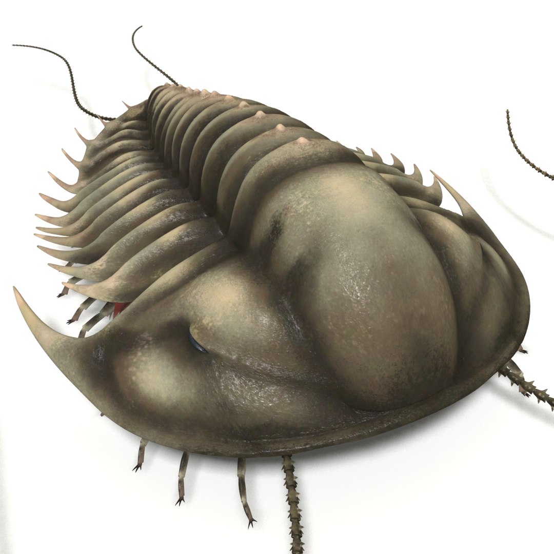 Olenoides Serratus Trilobite Max