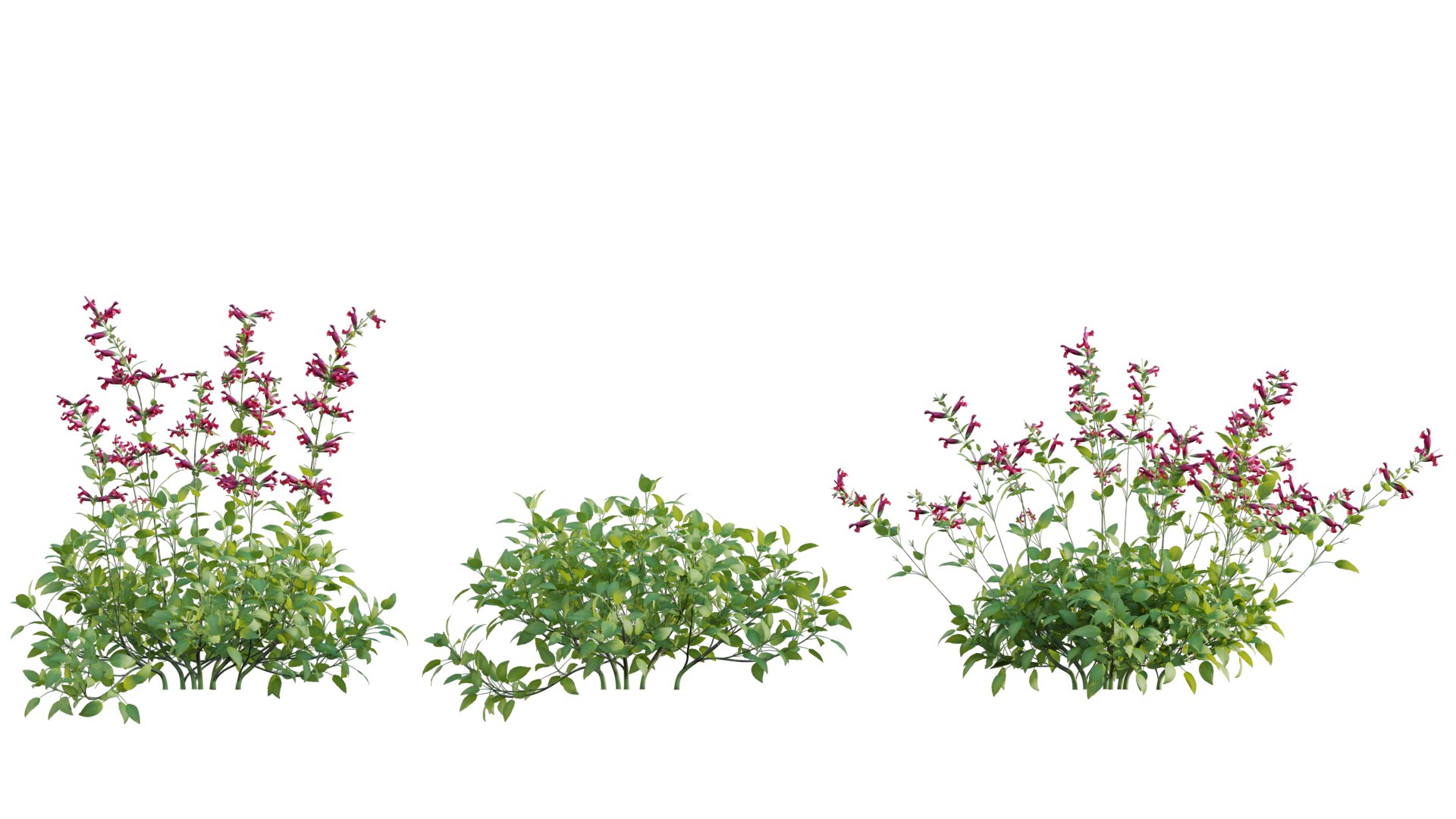 Salvia Wendy Wish - Sage Wendy Wish 02 3D model https://p.turbosquid.com/ts-thumb/Bz/nSL10H/8b/3dtree_salviawendyswish_v2_prv10/jpg/1663730482/1920x1080/fit_q87/02392a025cbd725da8313adafb38d1b69194118d/3dtree_salviawendyswish_v2_prv10.jpg