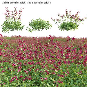 Salvia Wendy Wish - Sage Wendy Wish 02 3D model