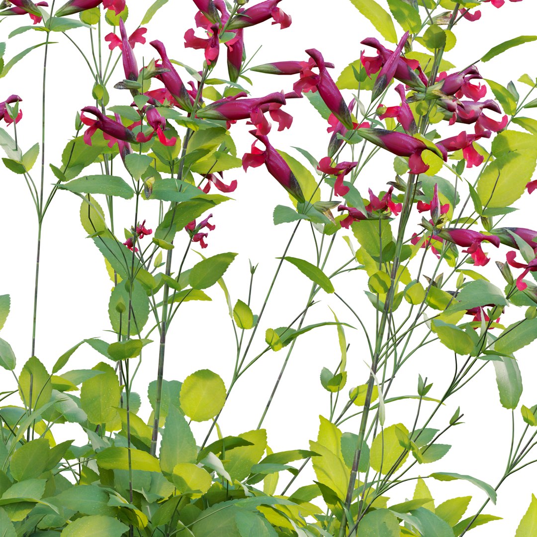Salvia Wendy Wish - Sage Wendy Wish 02 3D model https://p.turbosquid.com/ts-thumb/Bz/nSL10H/lp/3dtree_salviawendyswish_v2_prv02/jpg/1663730486/1920x1080/fit_q87/ecdec366a910c4ad4585d4d0bc0cbdd54a15cc05/3dtree_salviawendyswish_v2_prv02.jpg