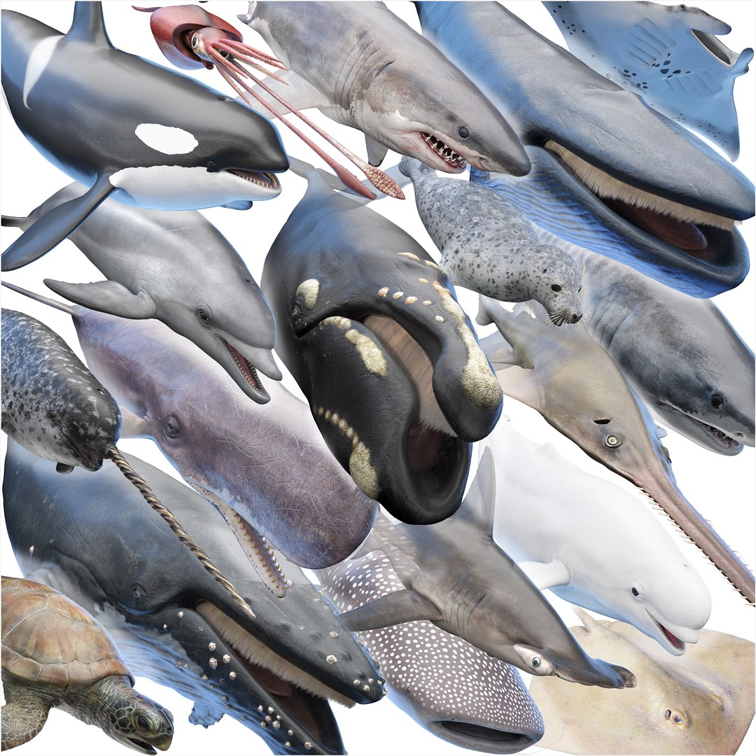 3D Marine Collection https://p.turbosquid.com/ts-thumb/Bz/o6dex1/ML/signature_image_collection_blur/jpg/1721508472/1920x1080/fit_q87/555ba942a3e93512c90819d89ca3b506b466ec1b/signature_image_collection_blur.jpg