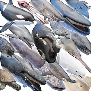 Marine Collection