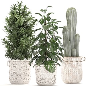 ornamental plants exotic 3D model