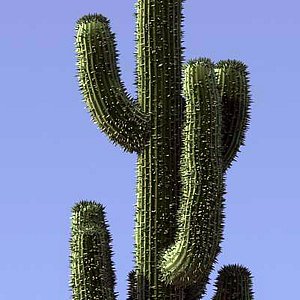 3d saguaro cactus