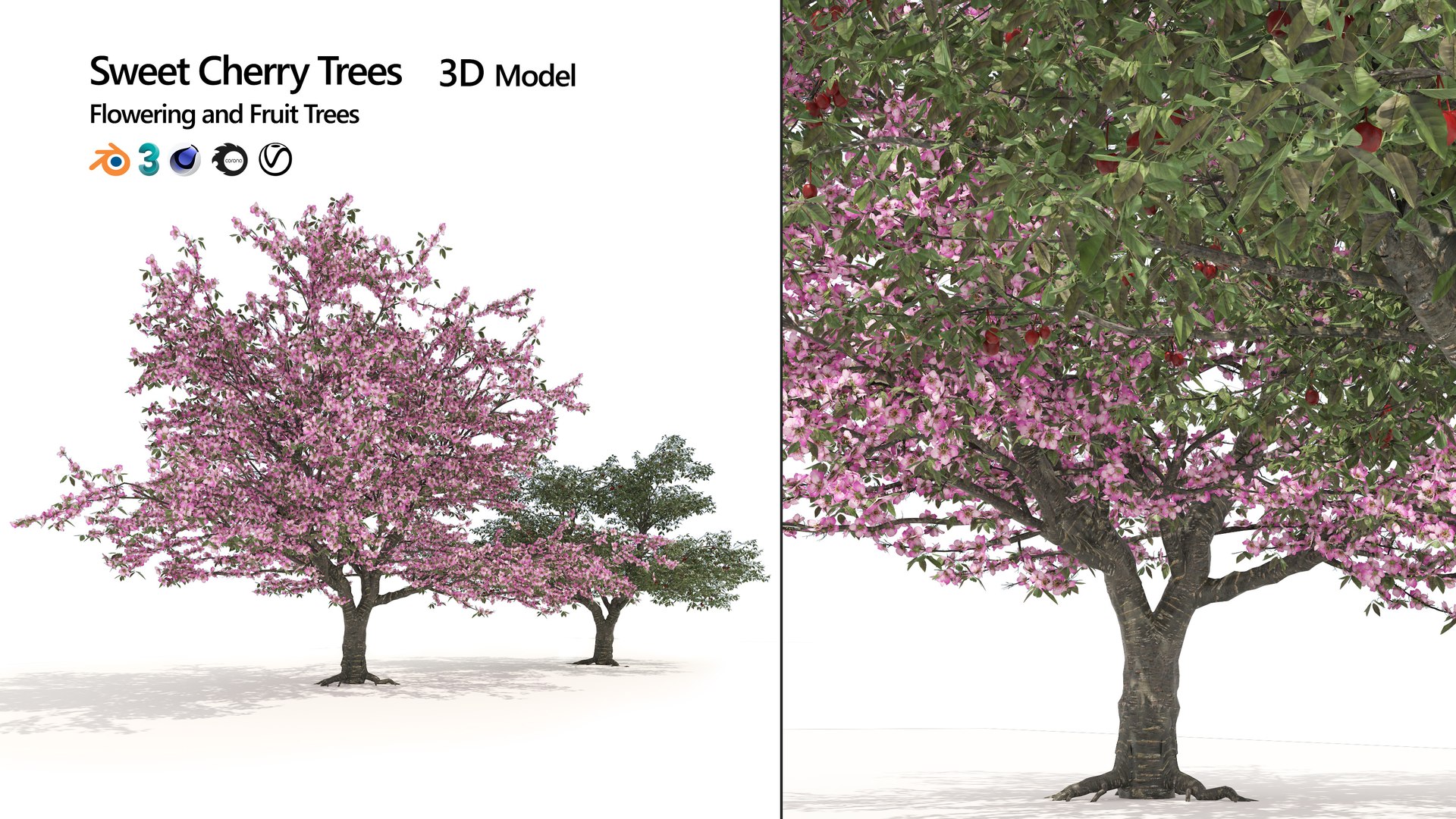 Spring and summer cherry trees 3D model https://p.turbosquid.com/ts-thumb/C0/1n3dkD/73/artcover/jpg/1678233076/1920x1080/fit_q87/d62759f97f1c64dda497f7c64bdd191b33a85b05/artcover.jpg