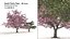 Spring and summer cherry trees