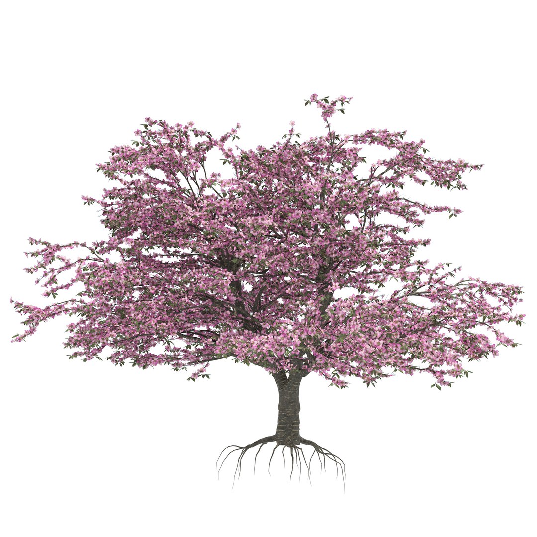 Spring and summer cherry trees 3D model https://p.turbosquid.com/ts-thumb/C0/1n3dkD/TR/03pp/jpg/1678233066/1920x1080/fit_q87/995a0d3ebfd860b11935650cc67b77a1141ac056/03pp.jpg