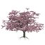 Spring and summer cherry trees