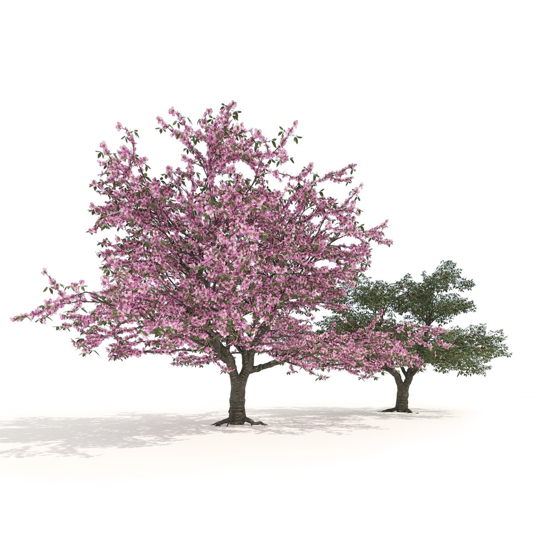 Spring and summer cherry trees 3D model https://p.turbosquid.com/ts-thumb/C0/1n3dkD/df/05pp/jpg/1678233066/1920x1080/fit_q87/d91b9054a67f762f1159f3dc2b21ce1a31ec2f17/05pp.jpg
