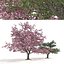 Spring and summer cherry trees
