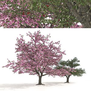 Spring and summer cherry trees