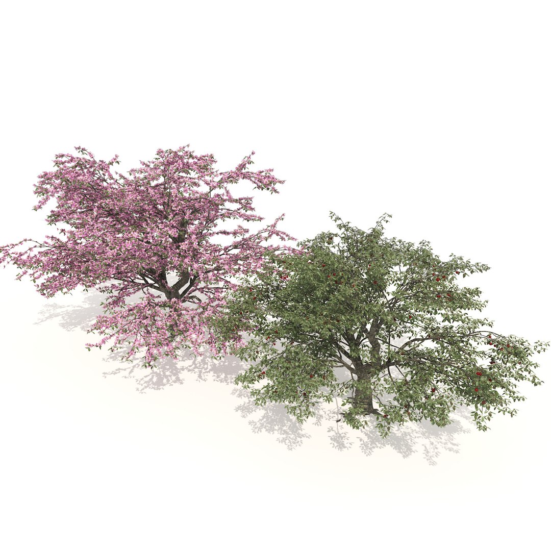 Spring and summer cherry trees 3D model https://p.turbosquid.com/ts-thumb/C0/1n3dkD/kS/06pp/jpg/1678233070/1920x1080/fit_q87/8cd491d1c8914a5cb7a2b1147617b692ca6c7970/06pp.jpg