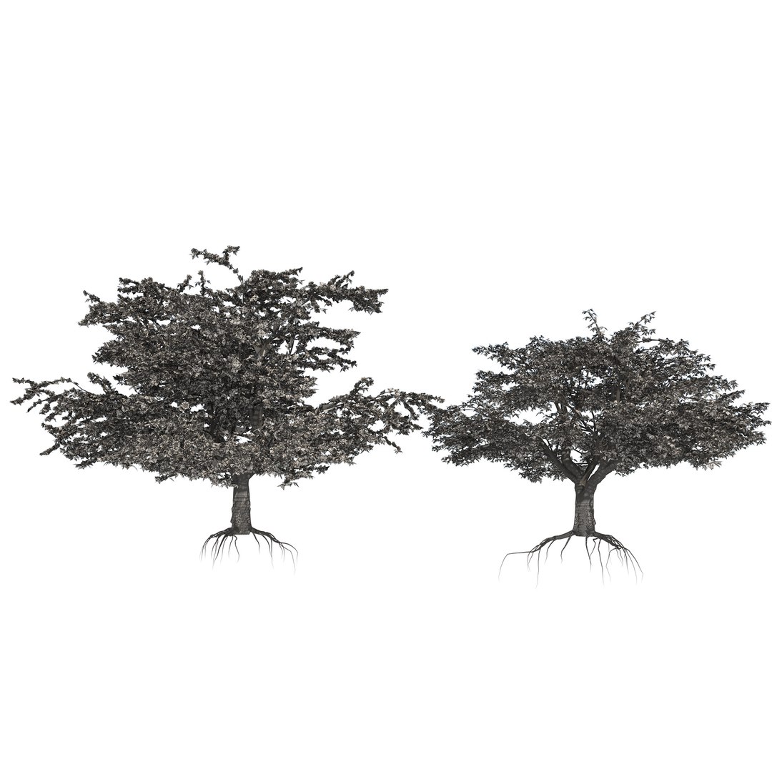 Spring and summer cherry trees 3D model https://p.turbosquid.com/ts-thumb/C0/1n3dkD/nG/wire/jpg/1678233074/1920x1080/fit_q87/65c506bfe3a3c8ca2ee65626a8b5e9fe8eaba5b4/wire.jpg