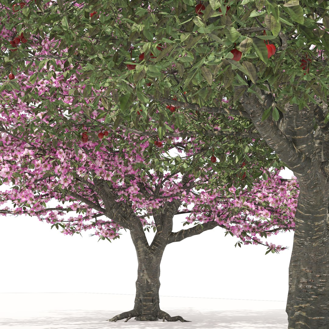 Spring and summer cherry trees 3D model https://p.turbosquid.com/ts-thumb/C0/1n3dkD/tP/01pp/jpg/1678233061/1920x1080/fit_q87/897446b813a0eddabc5b603926ca5ea134e598ca/01pp.jpg