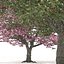 Spring and summer cherry trees