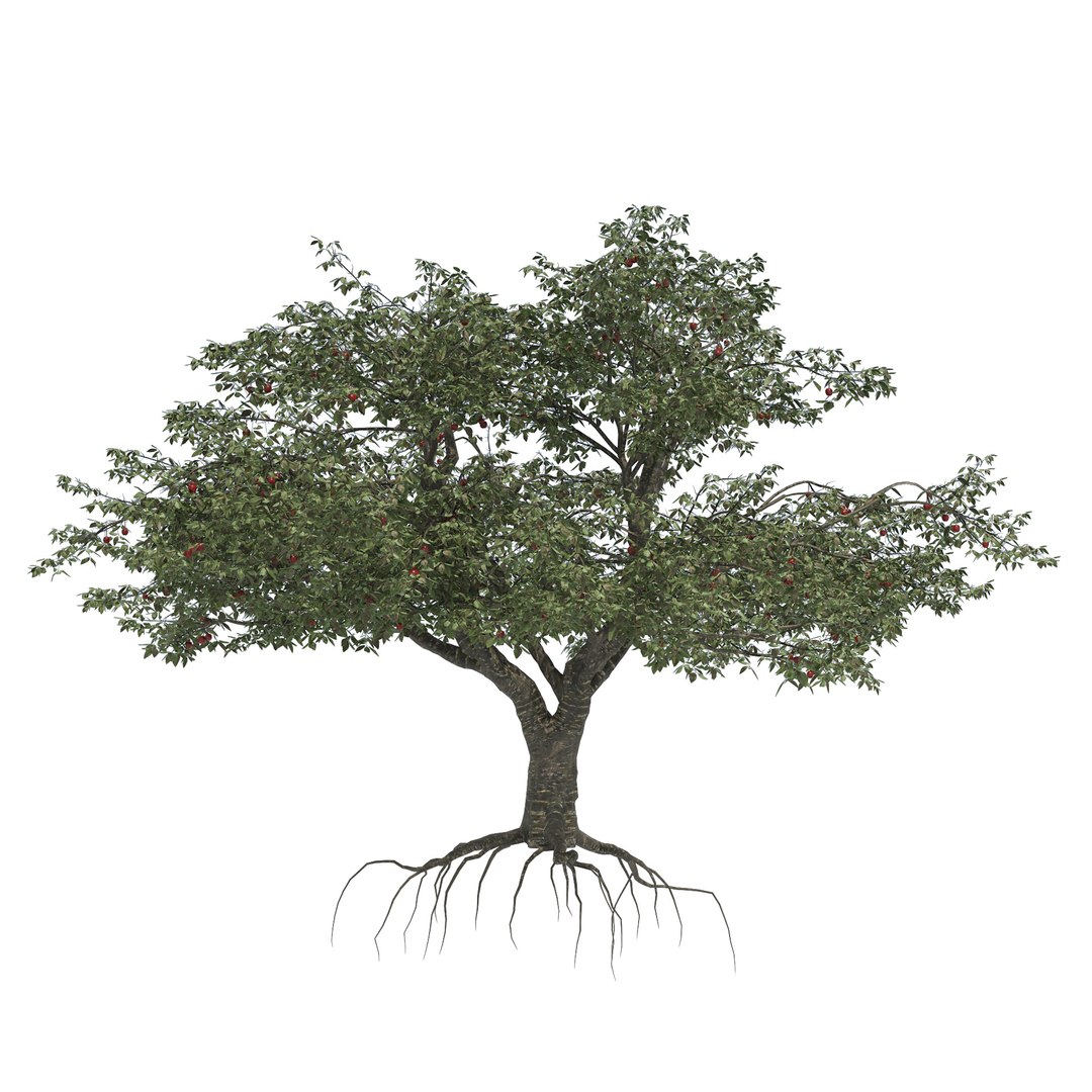 Spring and summer cherry trees 3D model https://p.turbosquid.com/ts-thumb/C0/1n3dkD/tf/02pp/jpg/1678233062/1920x1080/fit_q87/f9805c62f0fa1f47d3dc03ebc88a834dd326d220/02pp.jpg