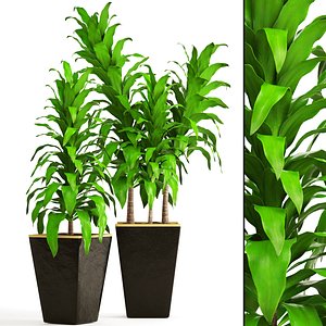 dracaena 3D