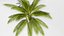 3D Coconut palm tree set model