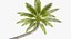 3D Coconut palm tree set model
