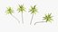 3D Coconut palm tree set model