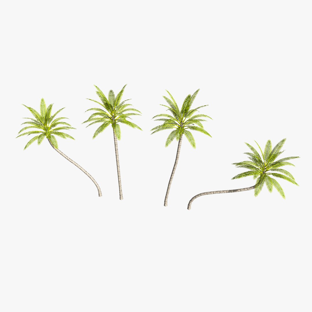 3D Coconut palm tree set model https://p.turbosquid.com/ts-thumb/C0/5KREBM/jE/coconut_palm_complete_01_search/png/1651318930/1920x1080/fit_q87/f3bfc84ffc44948e4a1750cc75ecd2920edf102a/coconut_palm_complete_01_search.jpg