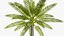 3D Coconut palm tree set model