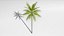 3D Coconut palm tree set model