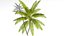 3D Coconut palm tree set model