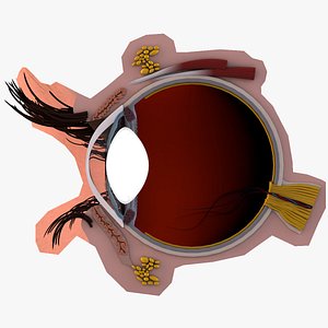 Eye Anatomy