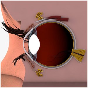 Eye Anatomy 3D model