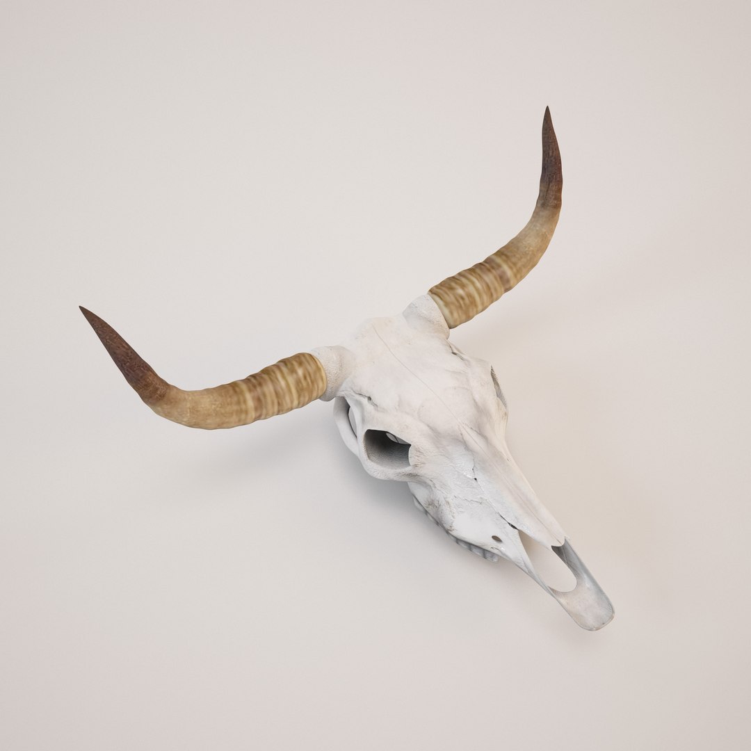3d model cow skull https://p.turbosquid.com/ts-thumb/C0/EAvQTb/jRiAzboo/cow_skull04/jpg/1338565195/1920x1080/fit_q87/08da2efdfaf98d1bc13ead1737541a5bda31fdba/cow_skull04.jpg