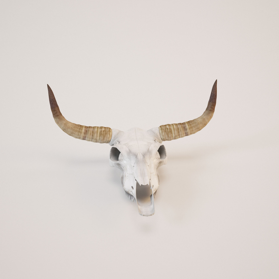 3d model cow skull https://p.turbosquid.com/ts-thumb/C0/EAvQTb/nb3n1K2O/000/jpg/1338655086/1920x1080/turn_fit_q99/0bff9b849c3bb07ecf5cb3376e336ad64c3bee0d/000-1.jpg