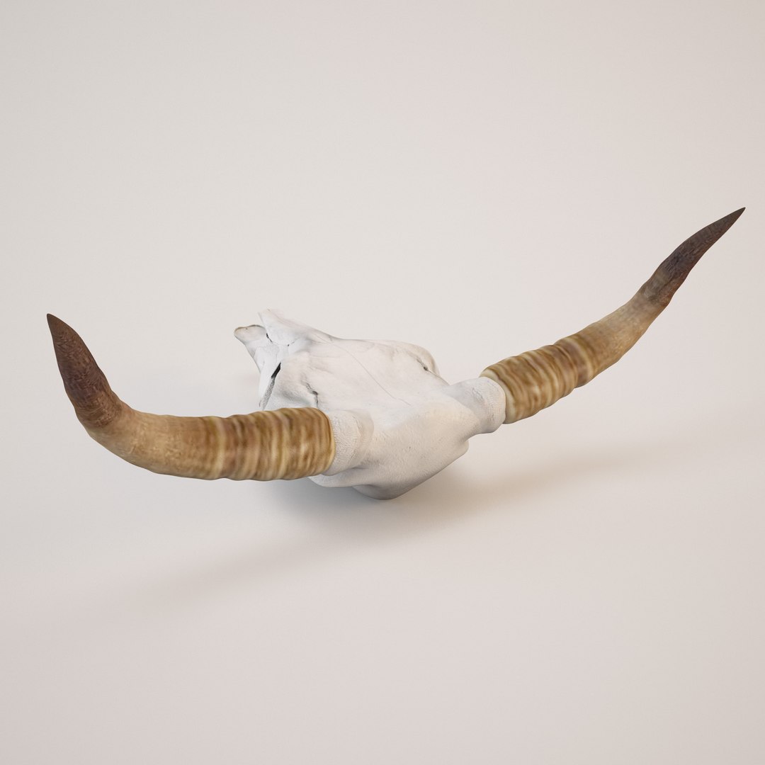 3d model cow skull https://p.turbosquid.com/ts-thumb/C0/EAvQTb/oG4qdFJv/cow_skull03/jpg/1338565195/1920x1080/fit_q87/dd831e9a3981ca9c3dfb887667a542c8c6238b99/cow_skull03.jpg