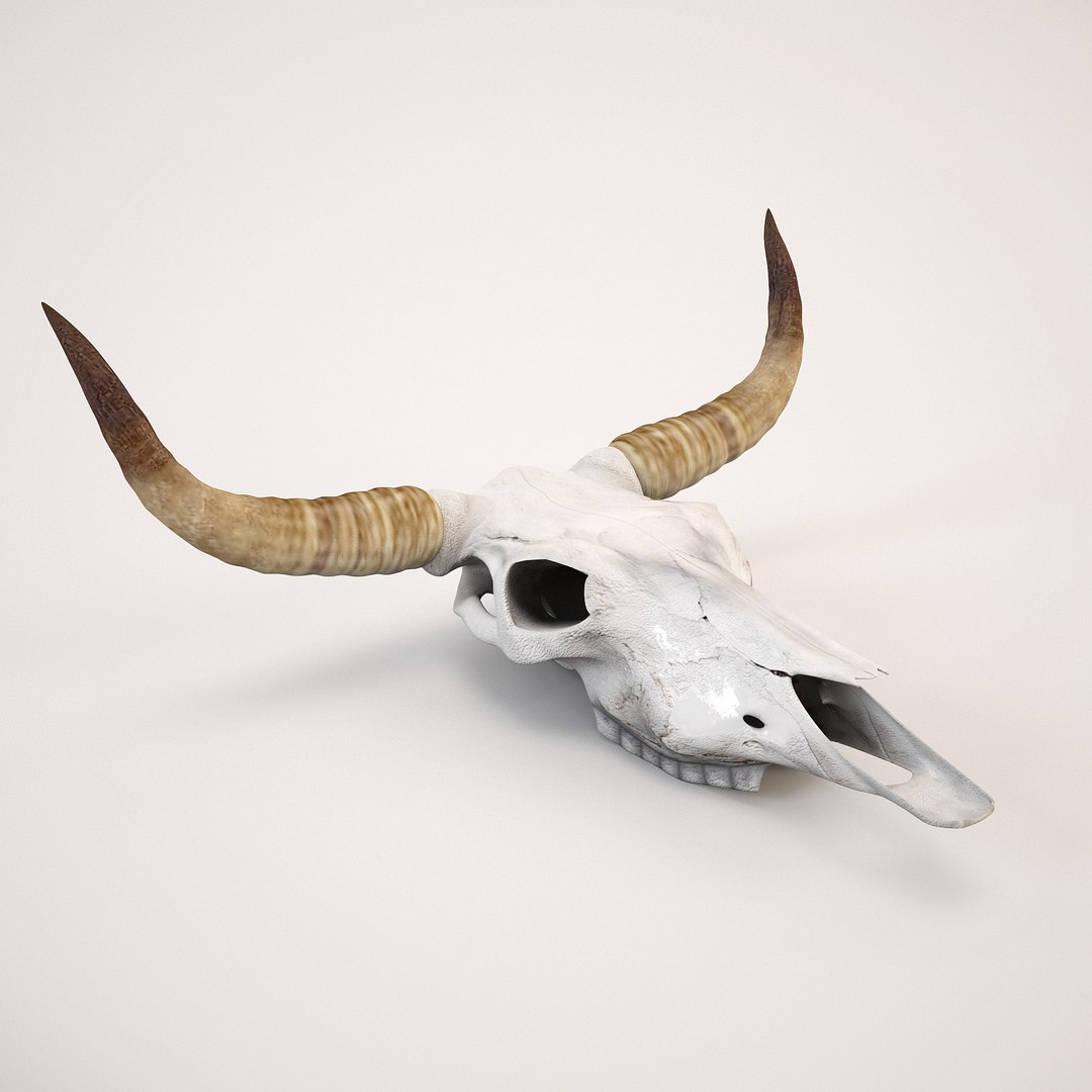 3d model cow skull https://p.turbosquid.com/ts-thumb/C0/EAvQTb/qpDJA07n/cow_skull01/jpg/1340362467/1920x1080/fit_q87/afb19b673d8f646c9049379b30107023815692e9/cow_skull01.jpg