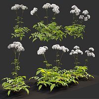 Valeriana officinalis