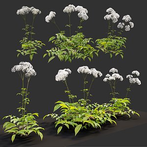 Valeriana officinalis