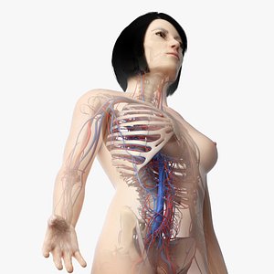 3D skin asian female skeleton model