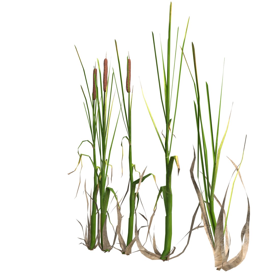 cattail plant lake 3D model https://p.turbosquid.com/ts-thumb/C0/XokN3f/2MGyrA76/rogozprev04/jpg/1592403674/1920x1080/fit_q87/f8555e889adef95fb0eae598b61911c83984f215/rogozprev04.jpg